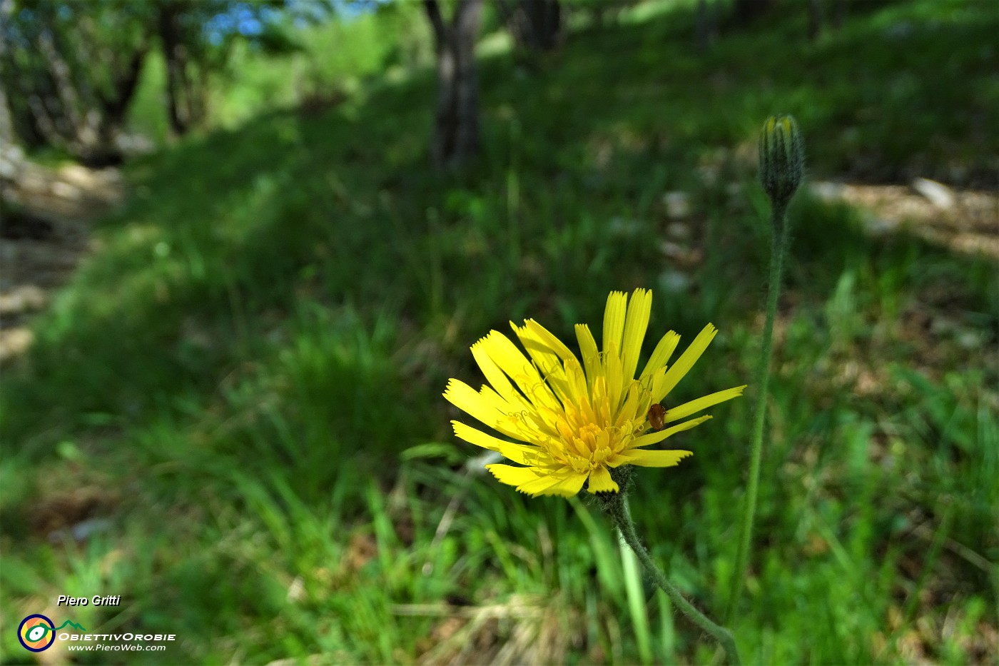 16 Fiore di tusillago tartara.JPG